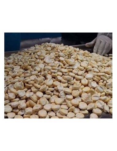 300 grms Giant Peruvian ''Chulpe'' corn - Unique and traditional corn seeds p cultivation