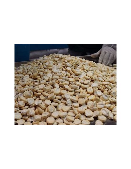 300 grms Giant Peruvian ''Chulpe'' corn - Unique and traditional corn seeds p cultivation
