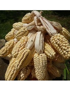 300 grms Giant Peruvian... 2