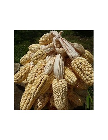 300 grms Giant Peruvian ''Chulpe'' corn -...