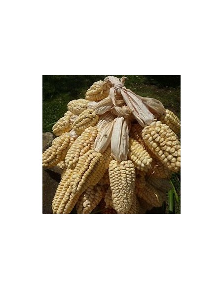 300 grms Giant Peruvian ''Chulpe'' corn - Unique and traditional corn seeds p cultivation