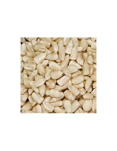 1 Kg White corn ''Oaxaca'' impeccable quality of sowing - Dry and highlands