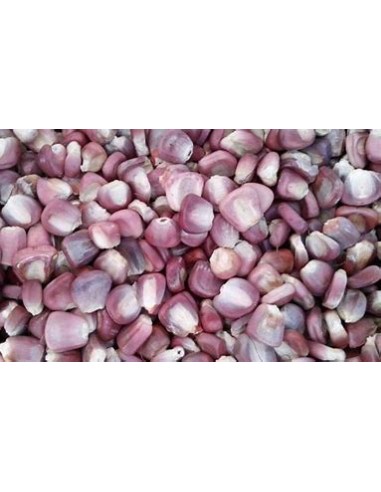 1 Kg Maiz elotero morado ''Cacahuazintle'' pozolero morado - Maiz criollo único