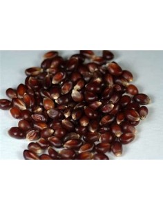30 Red Popcorn Seeds - Corn...