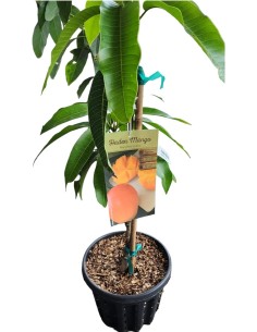 Haden Grafted mango tree -...