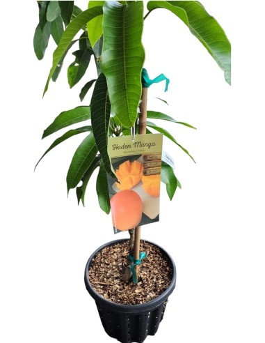 Haden Grafted mango tree - Mexican mango trees for sale order here