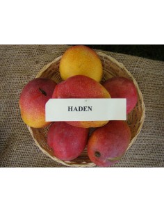 Haden Mango de florida -... 2