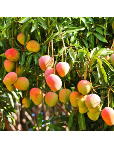 Haden Mango de florida - Arboles injertados...