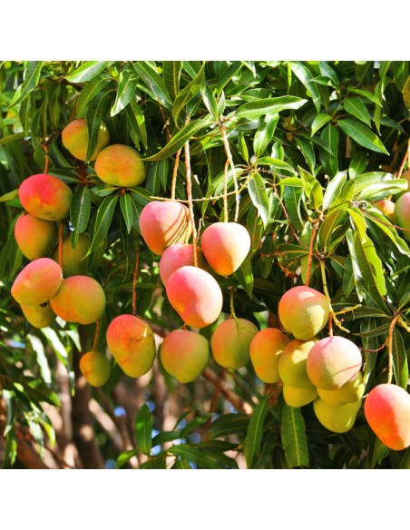 Haden Mango de florida - Arboles injertados para cultivos o jardines en Mexico-