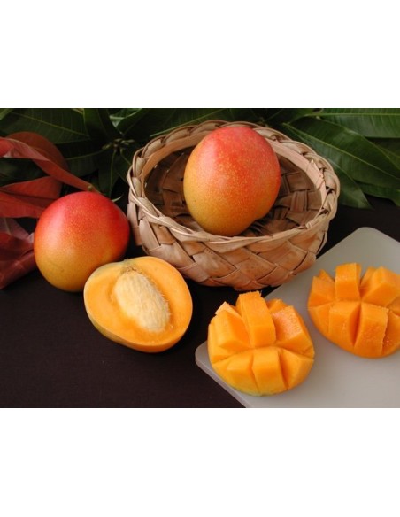 Haden Mango de florida - Arboles injertados para cultivos o jardines en Mexico-