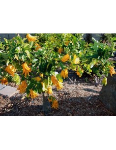 1 Limon Mano de Budha (Citrus medica var. sarcodactylis) Limon Mano de Chango - Limon dedo o Lima dedos de mono. Muy rara 2