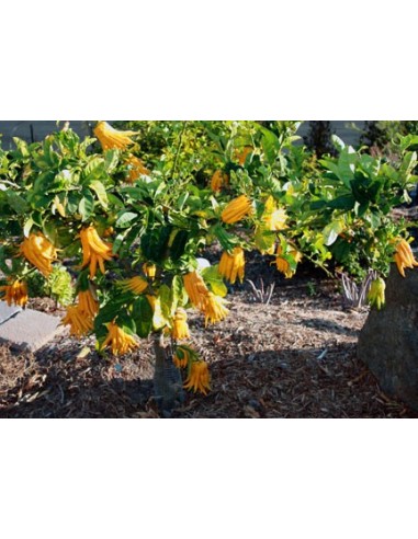 1 Buddha's hand Citron Tree (Citrus Medica var. sarcodactylis.) Rare citrus species of the world.
