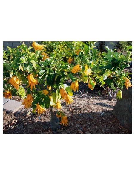 1 Buddha's hand Citron Tree (Citrus Medica var. sarcodactylis.) Rare citrus species of the world.