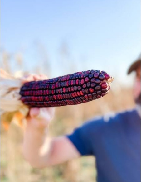 200 Corn Bloody Butcher red - Seeds for planting creole maize