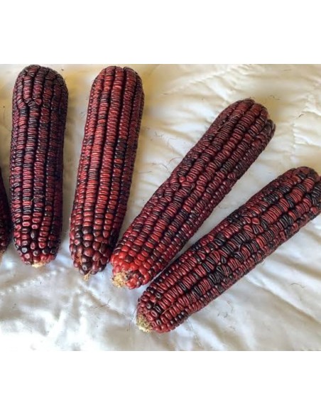 200 Maiz Bloody Butcher rojo - Semillas para la siembra de maíz criollo