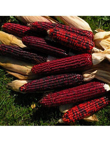 200 Maiz Bloody Butcher rojo - Semillas para la...