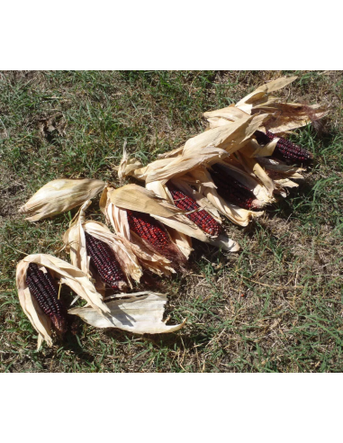 200 Corn Bloody Butcher red - Seeds for...