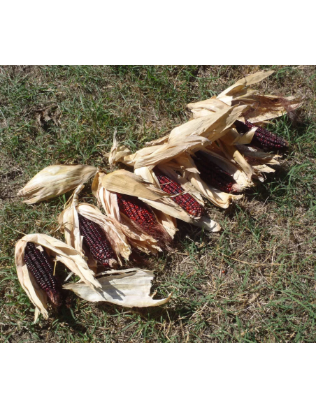 200 Corn Bloody Butcher red - Seeds for planting creole maize