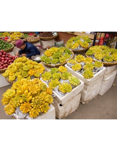 1 Buddha's hand Citron Tree (Citrus Medica var. sarcodactylis.) Rare citrus species of the world.