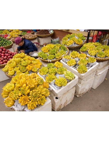 1 Buddha's hand Citron Tree (Citrus Medica var. sarcodactylis.) Rare citrus species of the world.