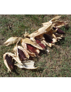 20 Maiz bloody butch...