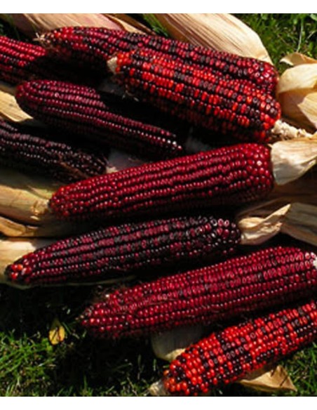 20 Maiz bloody butch americano - Organico Maiz de Virginia USA- Semillas Mexico