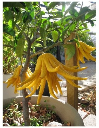 1 Buddha's hand Citron Tree (Citrus Medica var. sarcodactylis.) Rare citrus species of the world.
