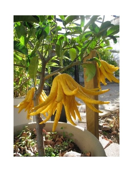 1 Buddha's hand Citron Tree (Citrus Medica var. sarcodactylis.) Rare citrus species of the world.