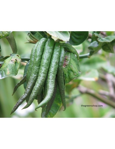 1 Buddha's hand Citron Tree (Citrus Medica var. sarcodactylis.) Rare citrus species of the world.