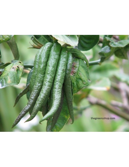 1 Buddha's hand Citron Tree (Citrus Medica var. sarcodactylis.) Rare citrus species of the world.