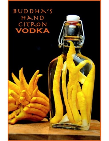 1 Buddha's hand Citron Tree (Citrus Medica var. sarcodactylis.) Rare citrus species of the world.