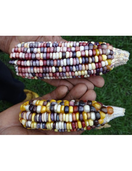 30 Maiz ''Multicolor'' Maiz criollo de Tlaxcala multicolor - Raros maices