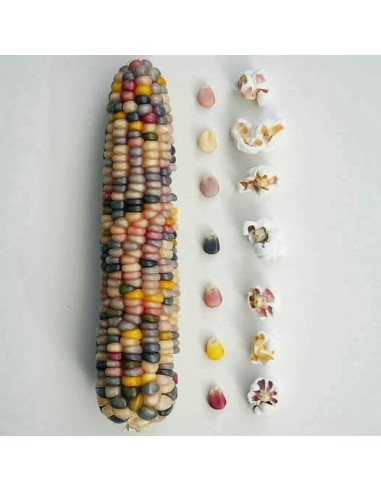 30 Corn ''Multicolor'' Corn Creole de Tlaxcala...