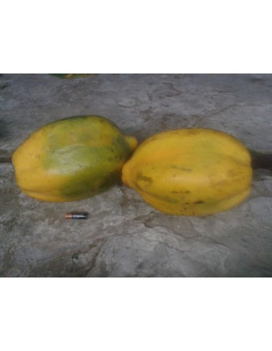Papaya Veracruz yellow giant-1 Papaya Tree for Sale in Mexico - Online Nursery