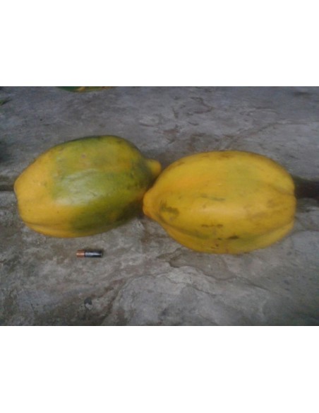 Papaya Veracruz amarilla gigante-1 Arbolito en Venta en Mexico - Vivero por internet