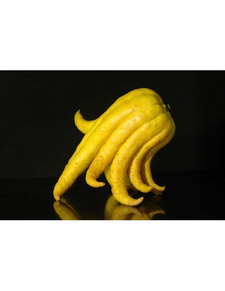 1 Limon Mano de Budha (Citrus medica var. sarcodactylis) Limon Mano de Chango - Limon dedo o Lima dedos de mono. Muy rara