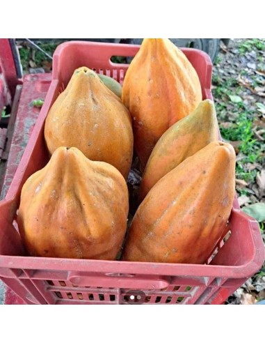 200 MAMEY PAPAYA SEEDS (HUGE PAPAYAS) FROM VERACRUZ (FIRM PULP PAPAYA) 100% MEXICAN ORGANIC SEEDS