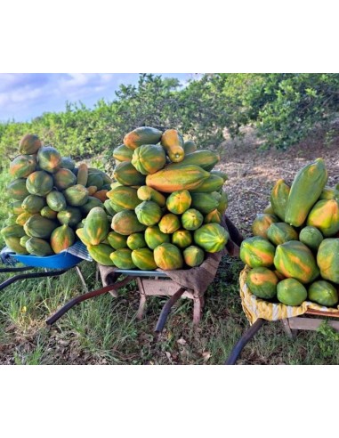 200 SEMILLAS PAPAYA MAMEY (PAPAYAS ENORMES) DE...