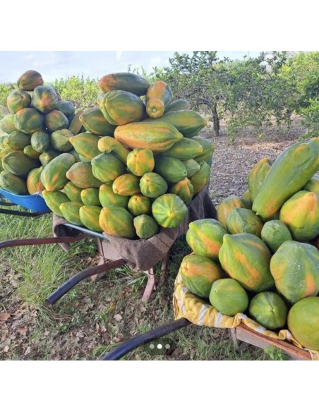 200 SEMILLAS PAPAYA MAMEY (PAPAYAS ENORMES) DE VERACRUZ (PAPAYA DE PULPA FIRME) SEMILLAS ORGANICAS 100% MEXICANAS