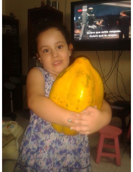 30 SEMILLAS DE PAPAYA AMARILLA EXTINTA GIGANTE (100% VERACRUZANA) FRUTA EN PELIGRO DE EXTINCION, FRUTOS DE HASTA 20 KG