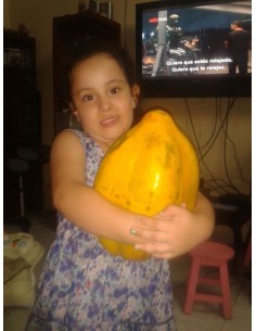 600 SEMILLAS DE PAPAYA... 2