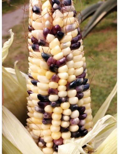 1 Kg Maiz Pinto ''Jalancingo Veracruz'' Maiz criollo Mexicano - Semillas