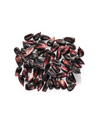 1 Kg Purple Corn ''Teziutlan'' Puebla Maiz de altura - Criollo heirloom