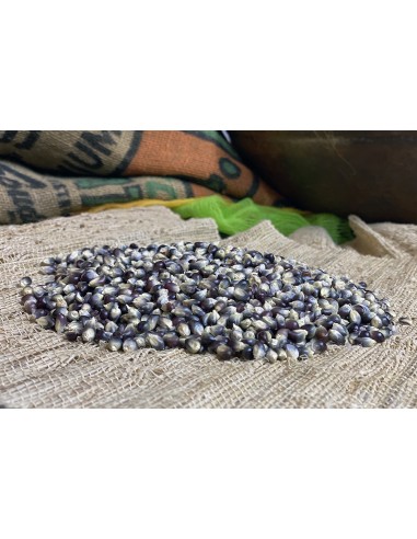 30 ''Black'' Zea mays Popcorn Seeds - Criollo Corn Seeds for Sale