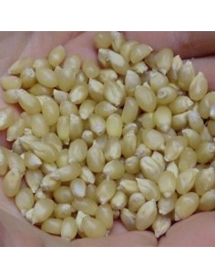 30 ''White'' Popcorn Seeds...