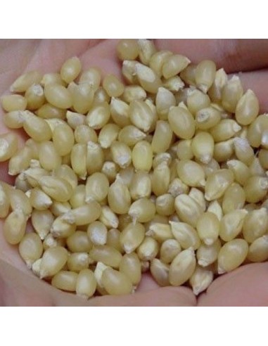 50 Semillas de Maiz Palomero ''Blanco'' Semilla de Maiz palomero blanca