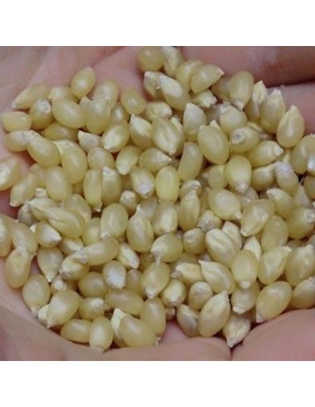 30 ''White'' Popcorn Seeds White Popcorn Seeds