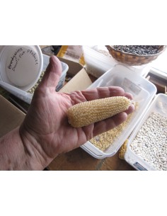 30 ''White'' Popcorn Seeds... 2