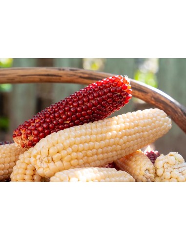30 ''White'' Popcorn Seeds White Popcorn Seeds