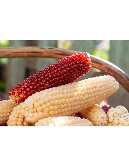 30 ''White'' Popcorn Seeds White Popcorn Seeds